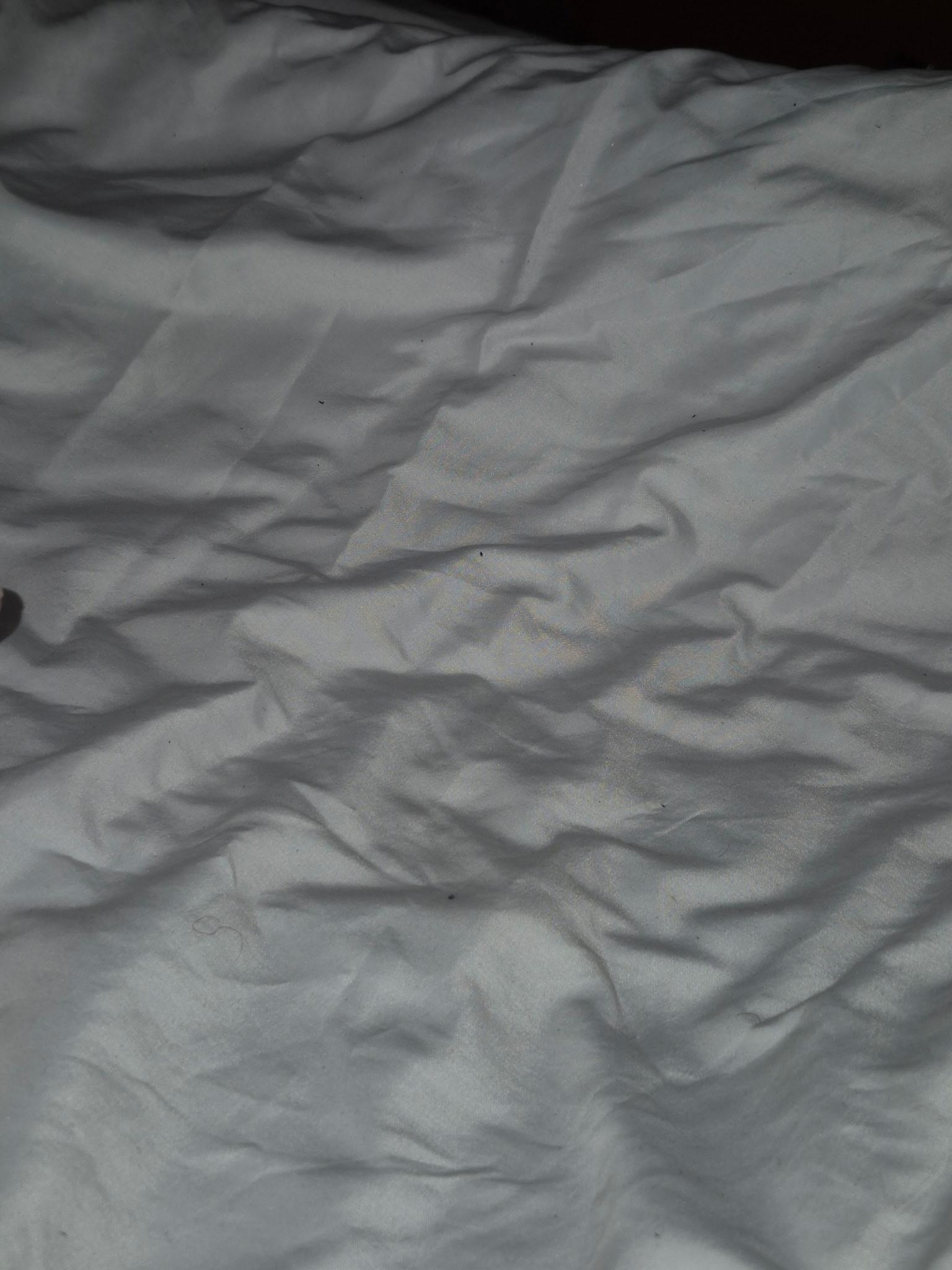 Took picture of the flea on the bed!