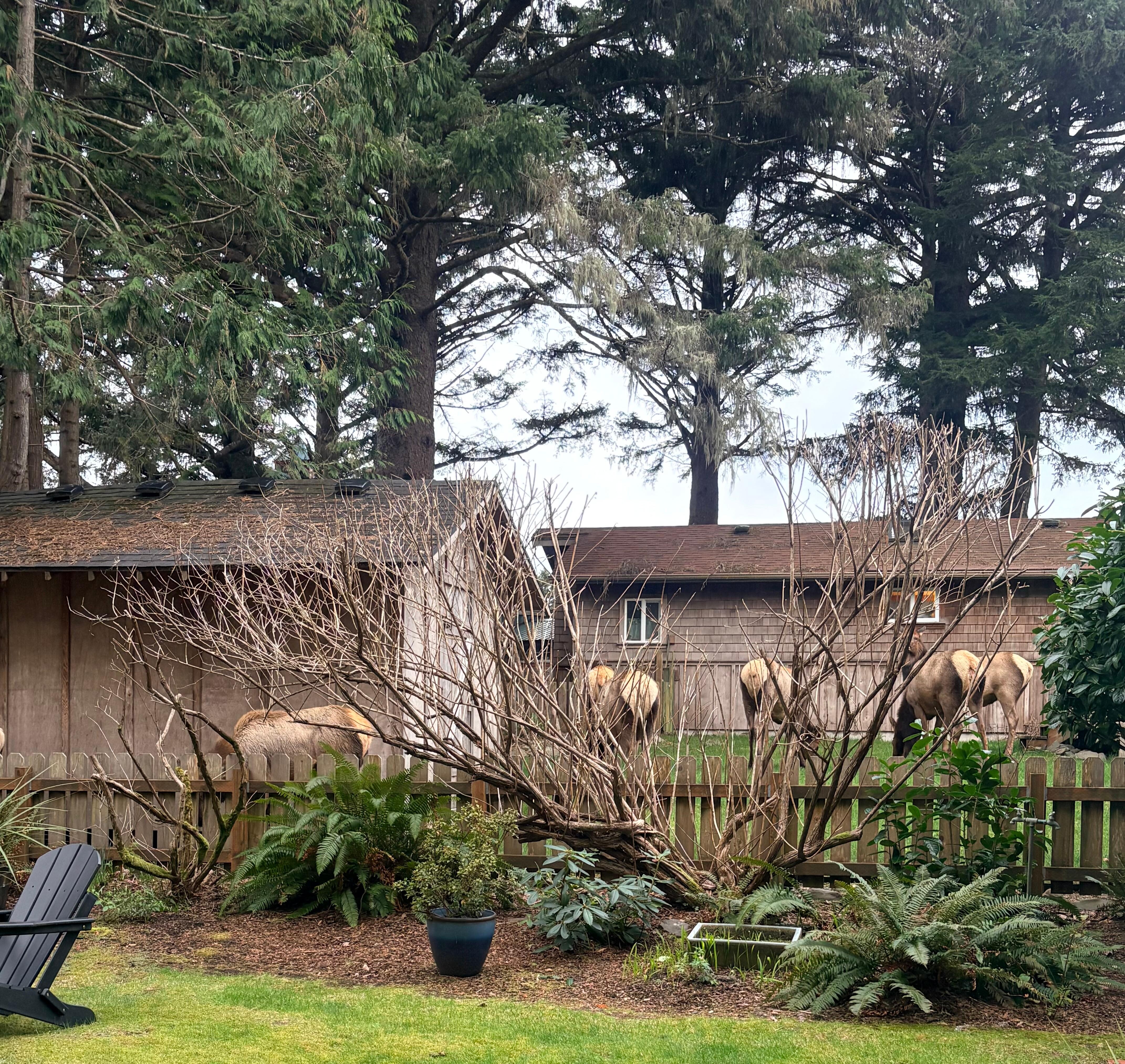 Enjoyed watching some  elk grazing in the neighbor’s yard. 