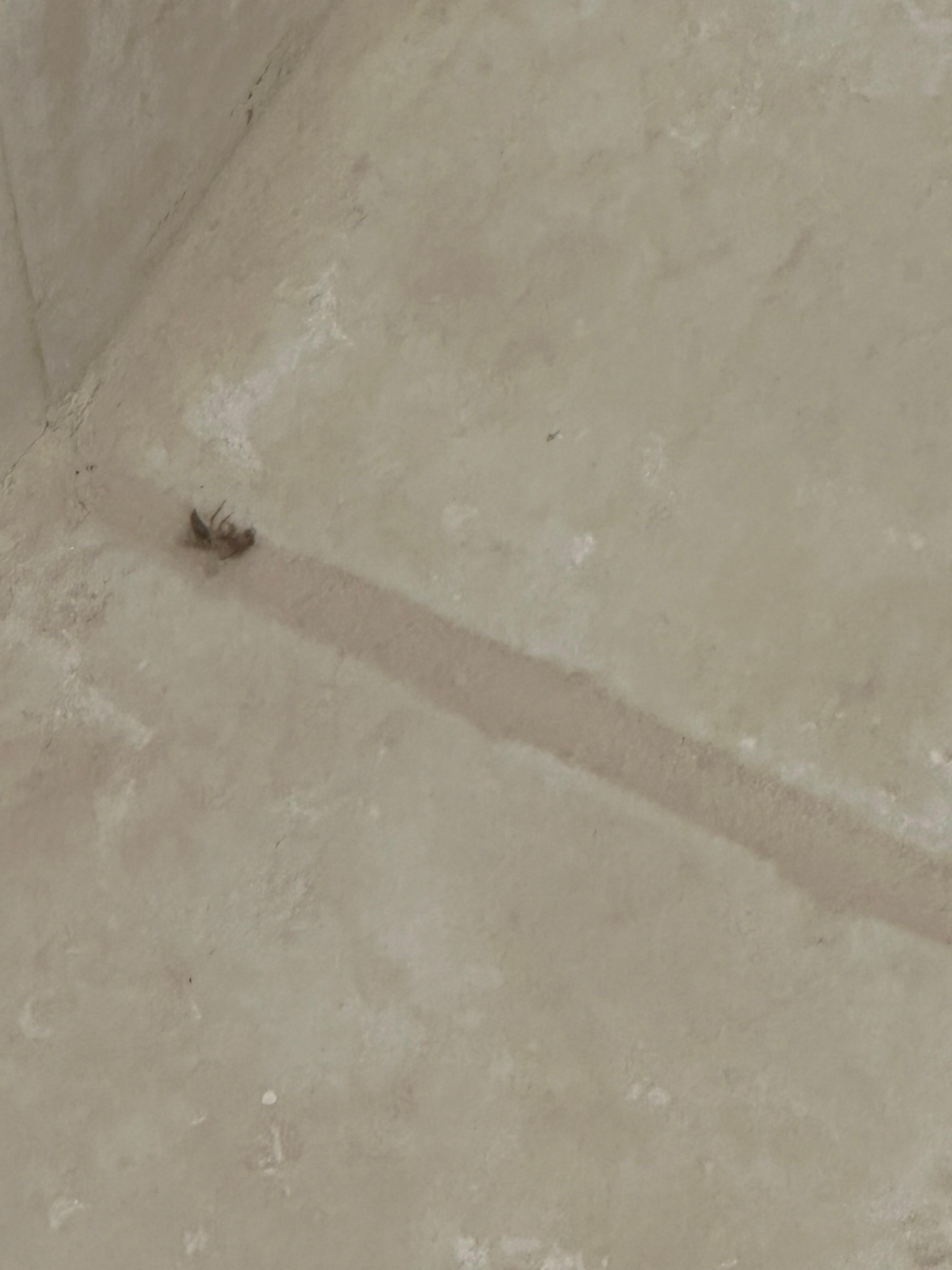 There were several dead bugs in the room. I tried not to make a big about it. But would have loved a room that didn’t have dead bugs in it. 