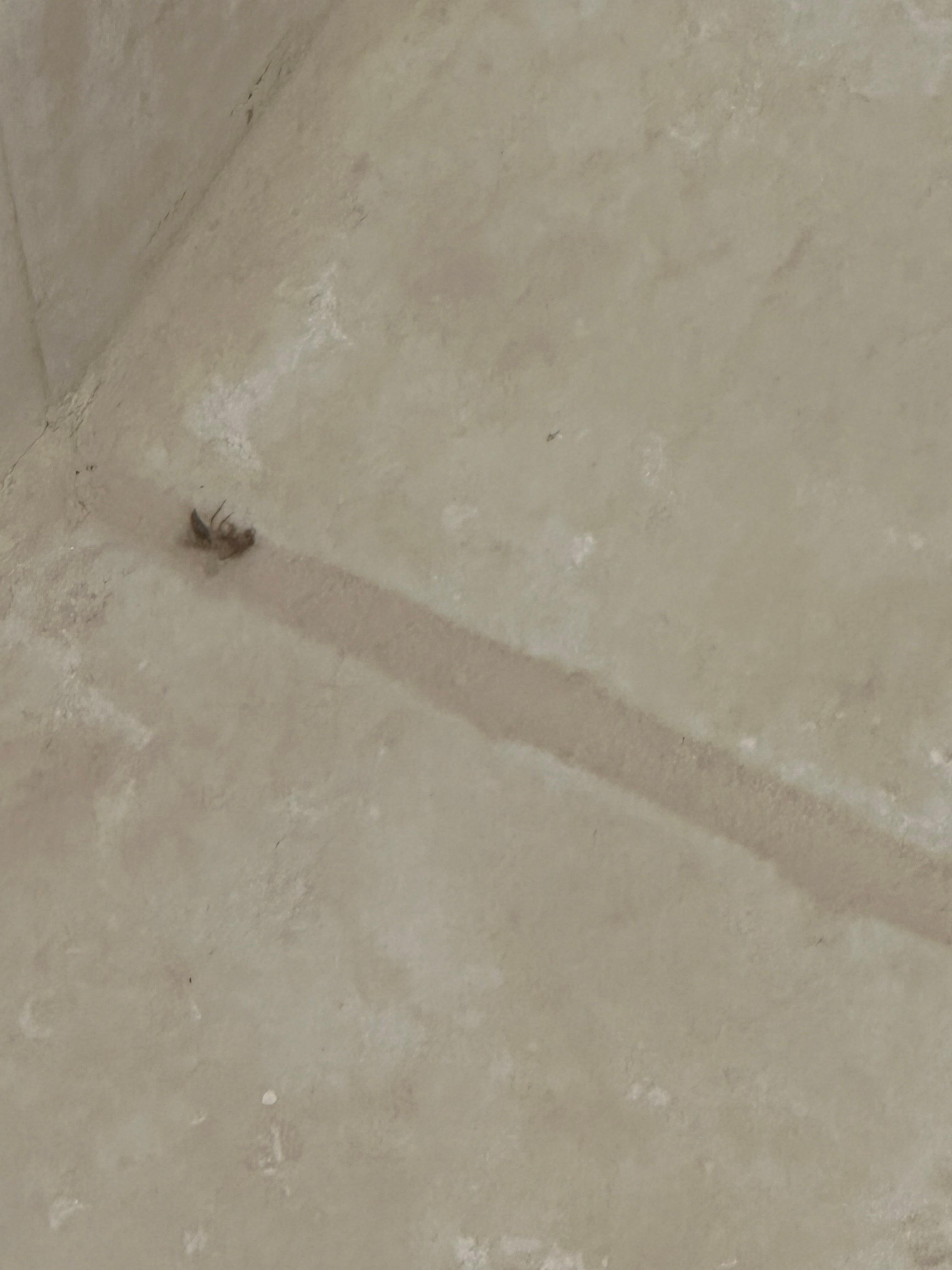 There were several dead bugs in the room. I tried not to make a big about it. But would have loved a room that didn’t have dead bugs in it.