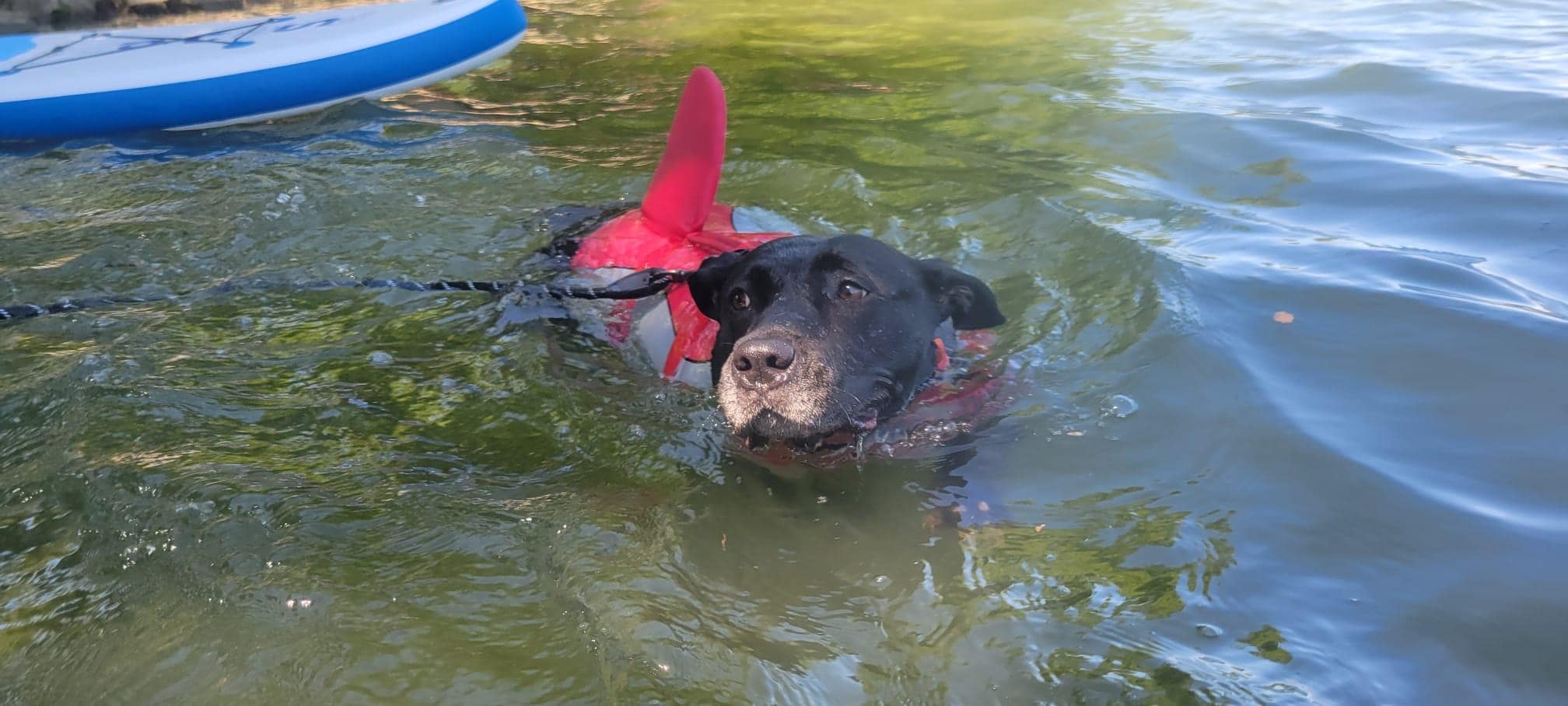 Even Ms Raven went swimming 