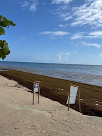 Seaweed floating on the beach