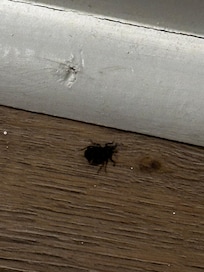 Bugs spiders and what appeared to be ticks in some places