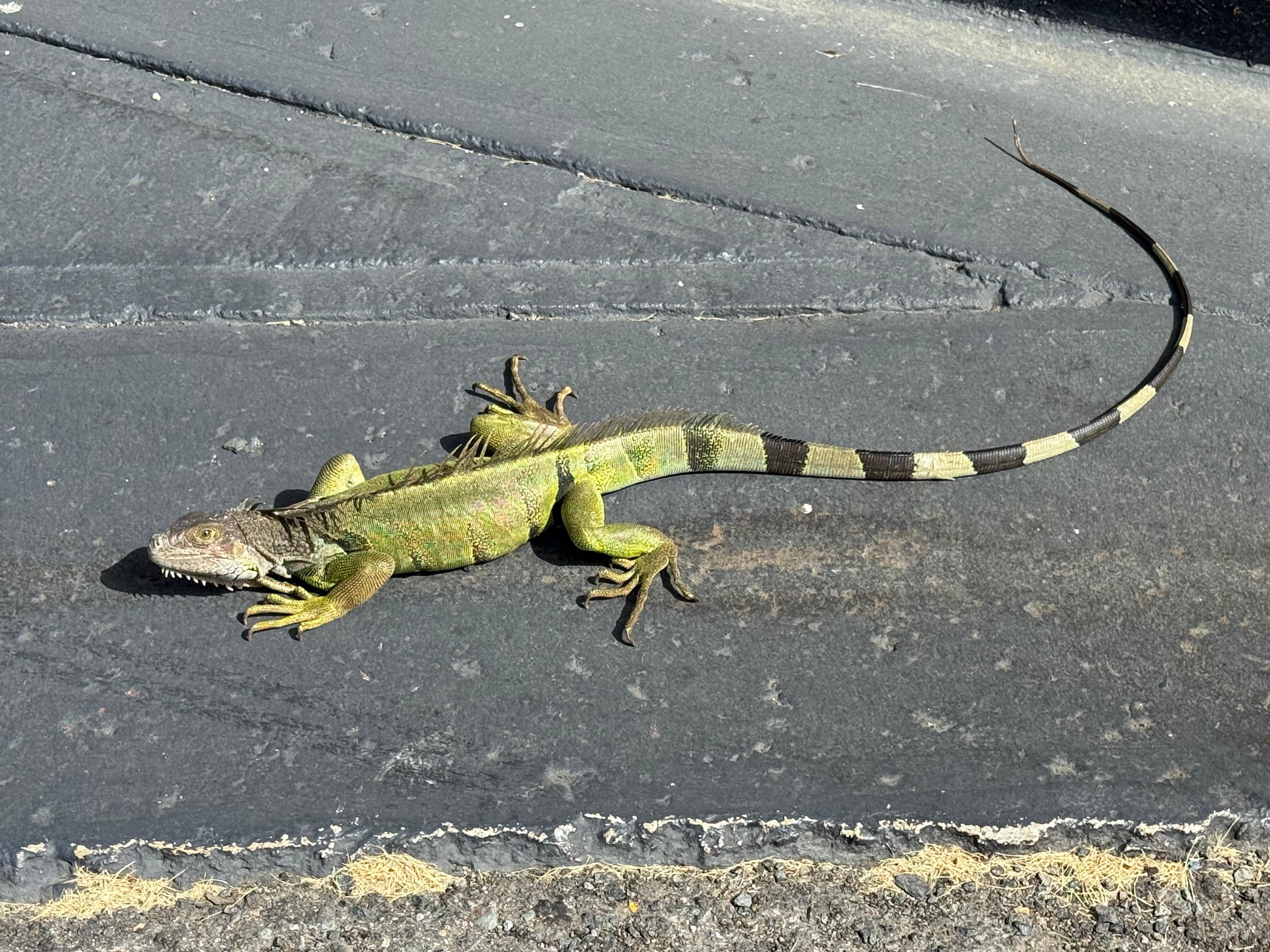 A iguana 🦎 