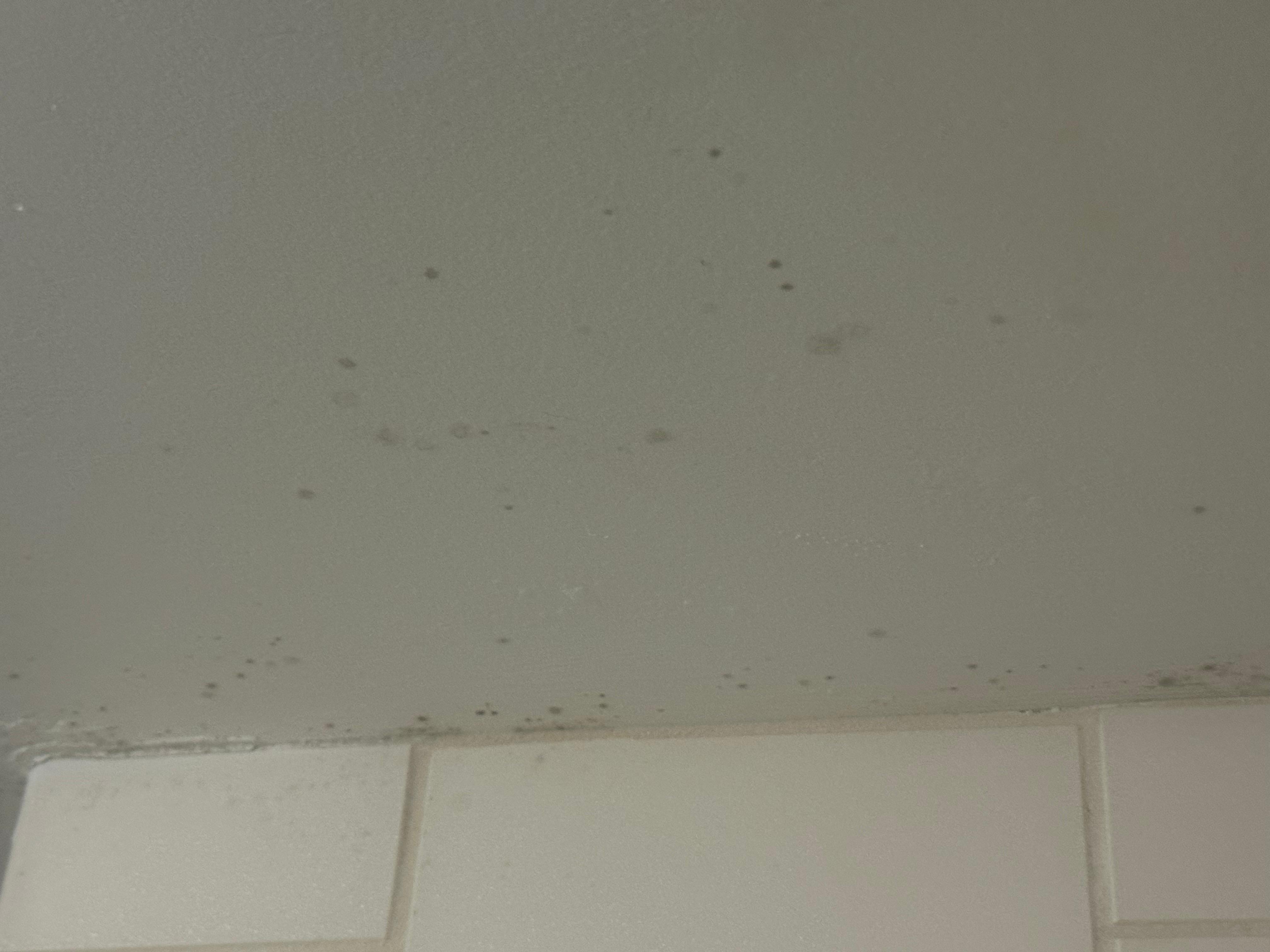 Mold or whatever