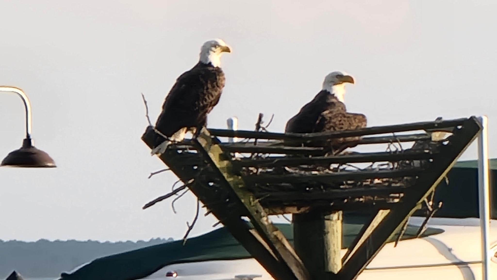 The eagels chased out the Blue Heron