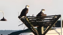 The eagels chased out the Blue Heron