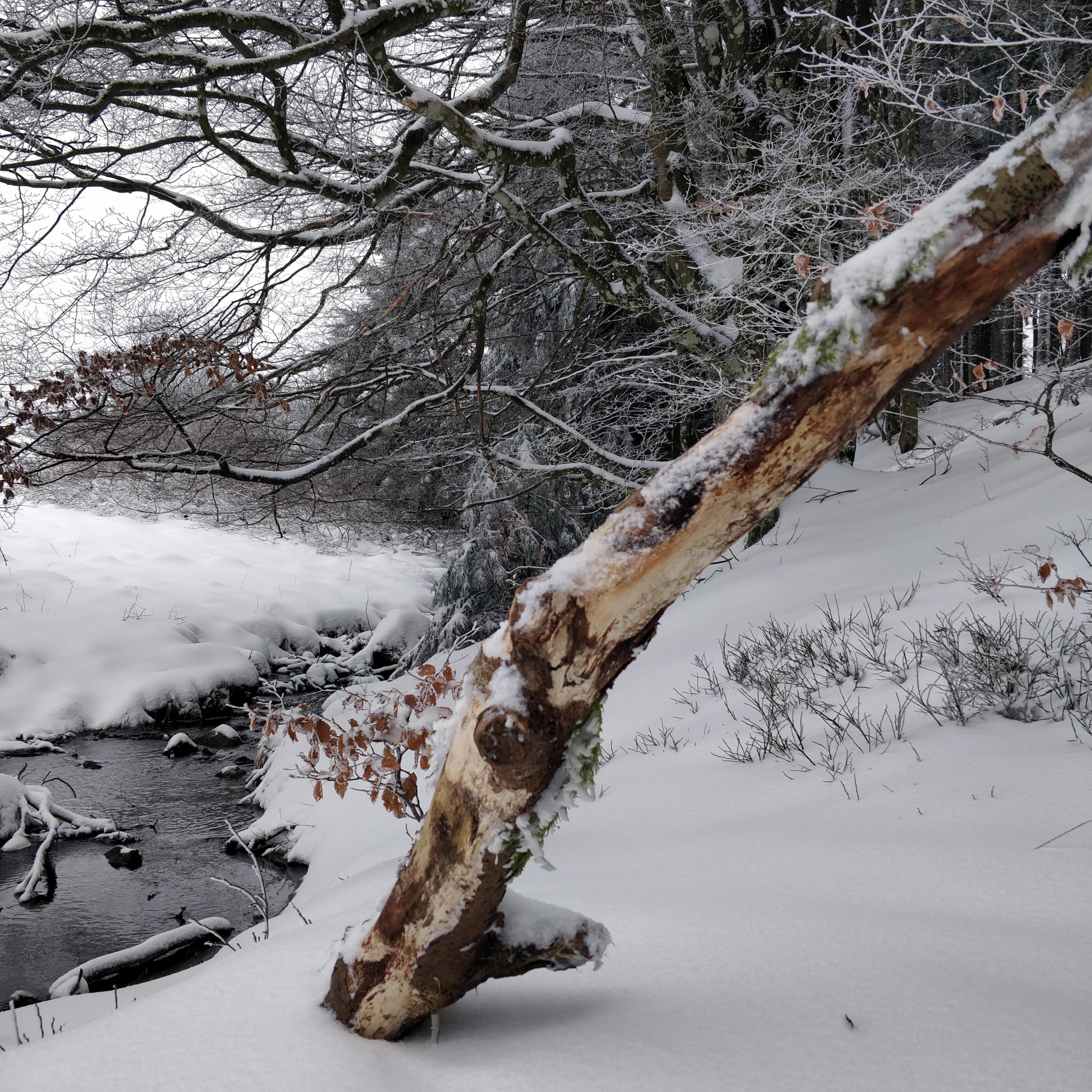 Nous avons eu la chance d'avoir quelques jours de neige. L'ambiance dans la forêt est alors magique. 