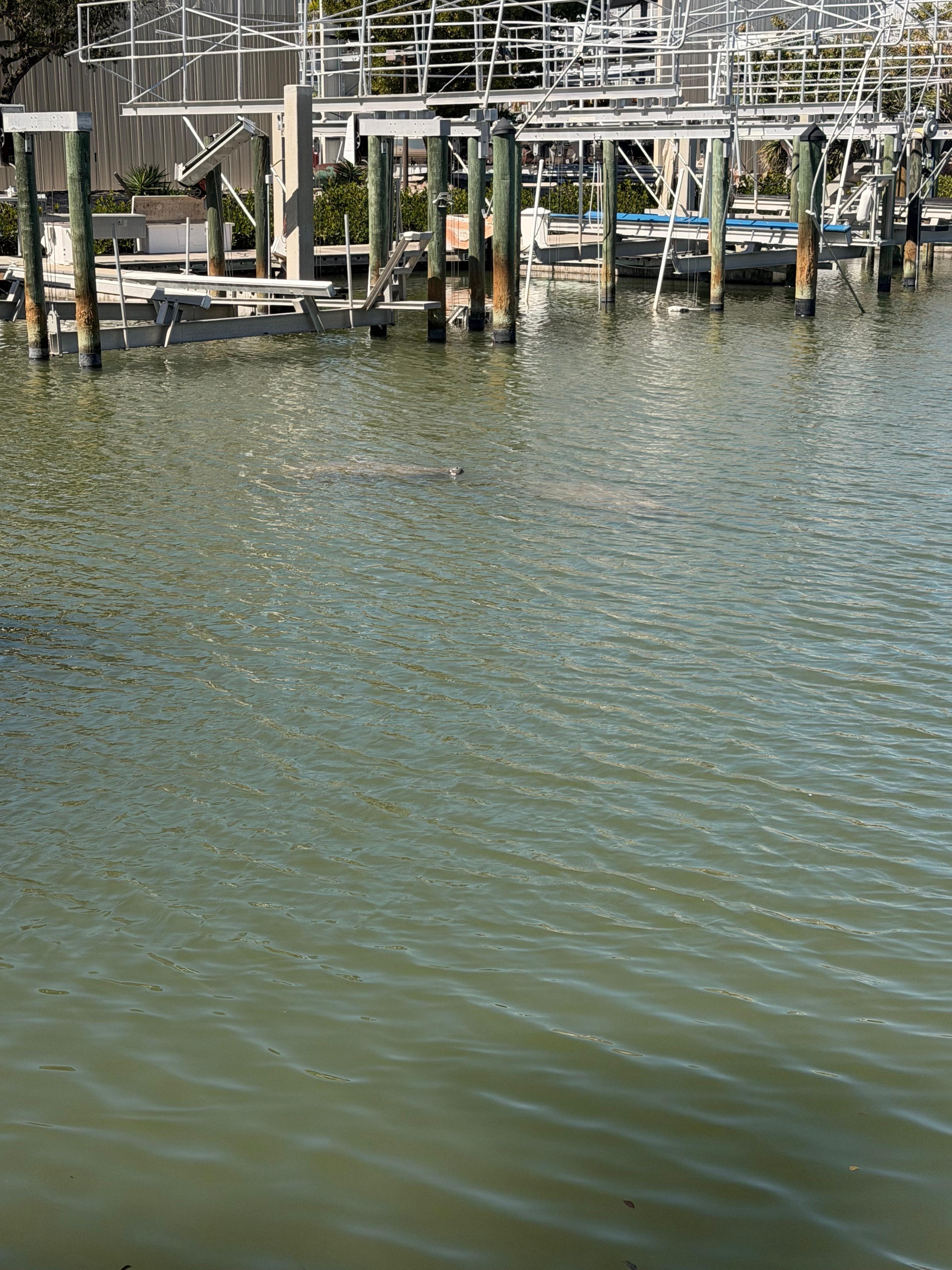 We saw these manatees right outside the pool area. 