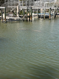 We saw these manatees right outside the pool area.