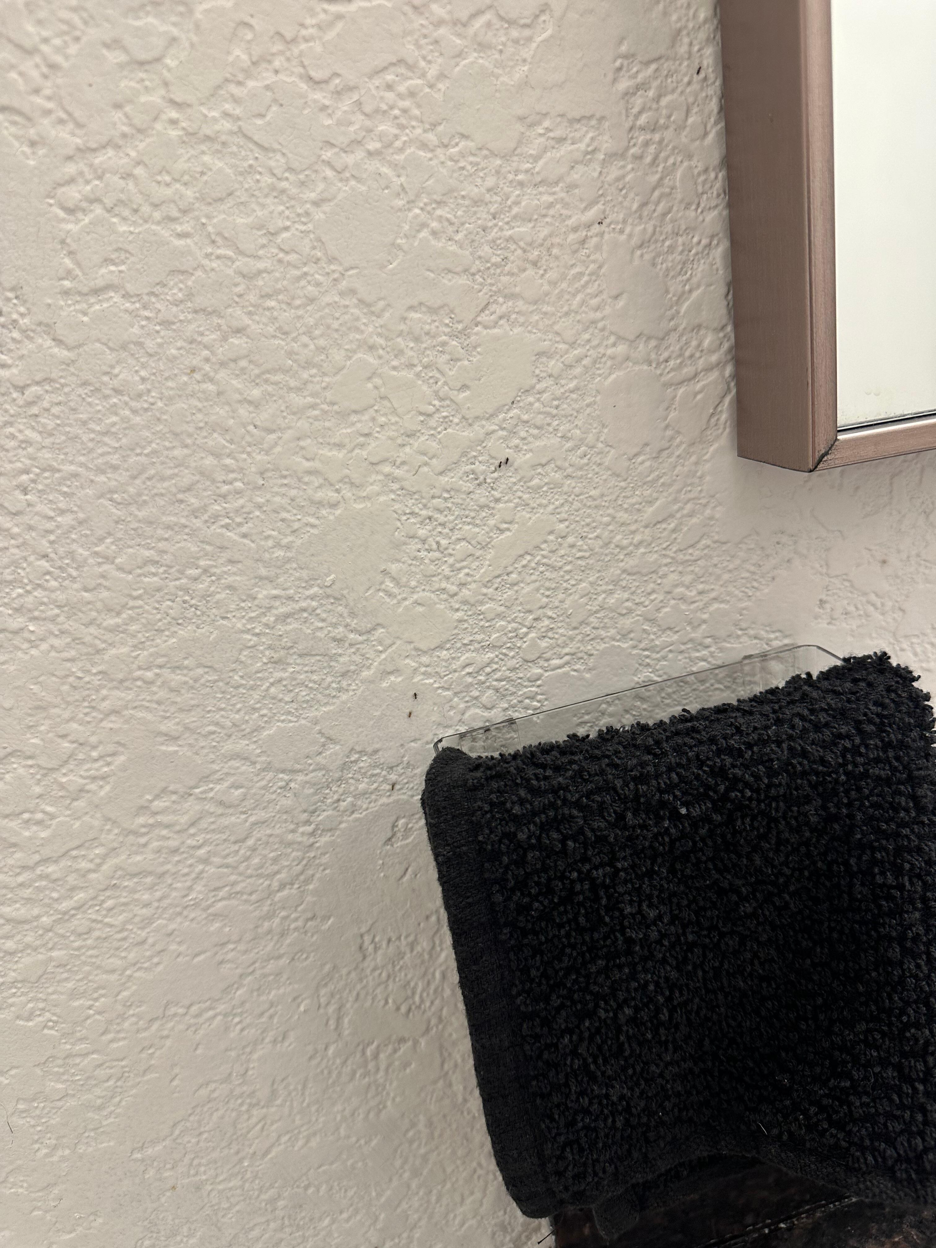 Trial of ants 