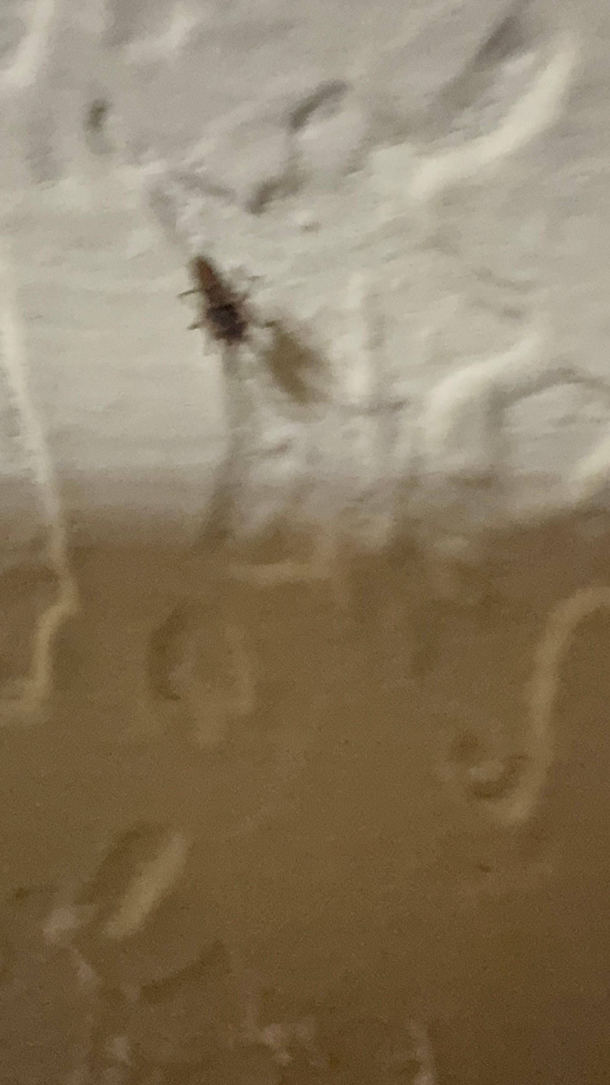 Bug crawling on the ceiling 