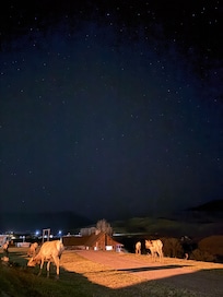 Watching the stars with a herd of elks a few feet away right on the hotel property was pretty magical.