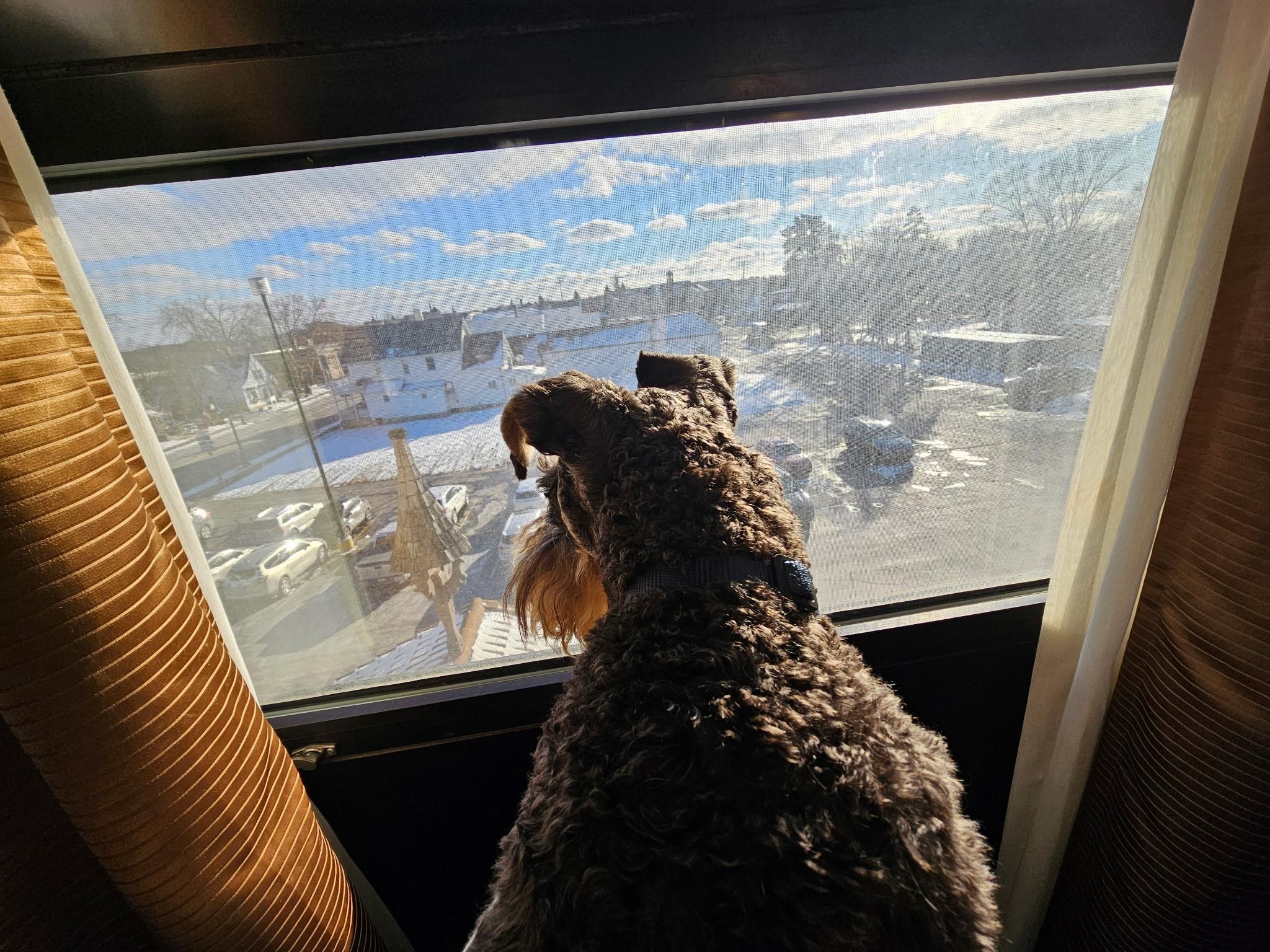 Even our miniature schnauzer had a good time! 