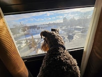 Even our miniature schnauzer had a good time!