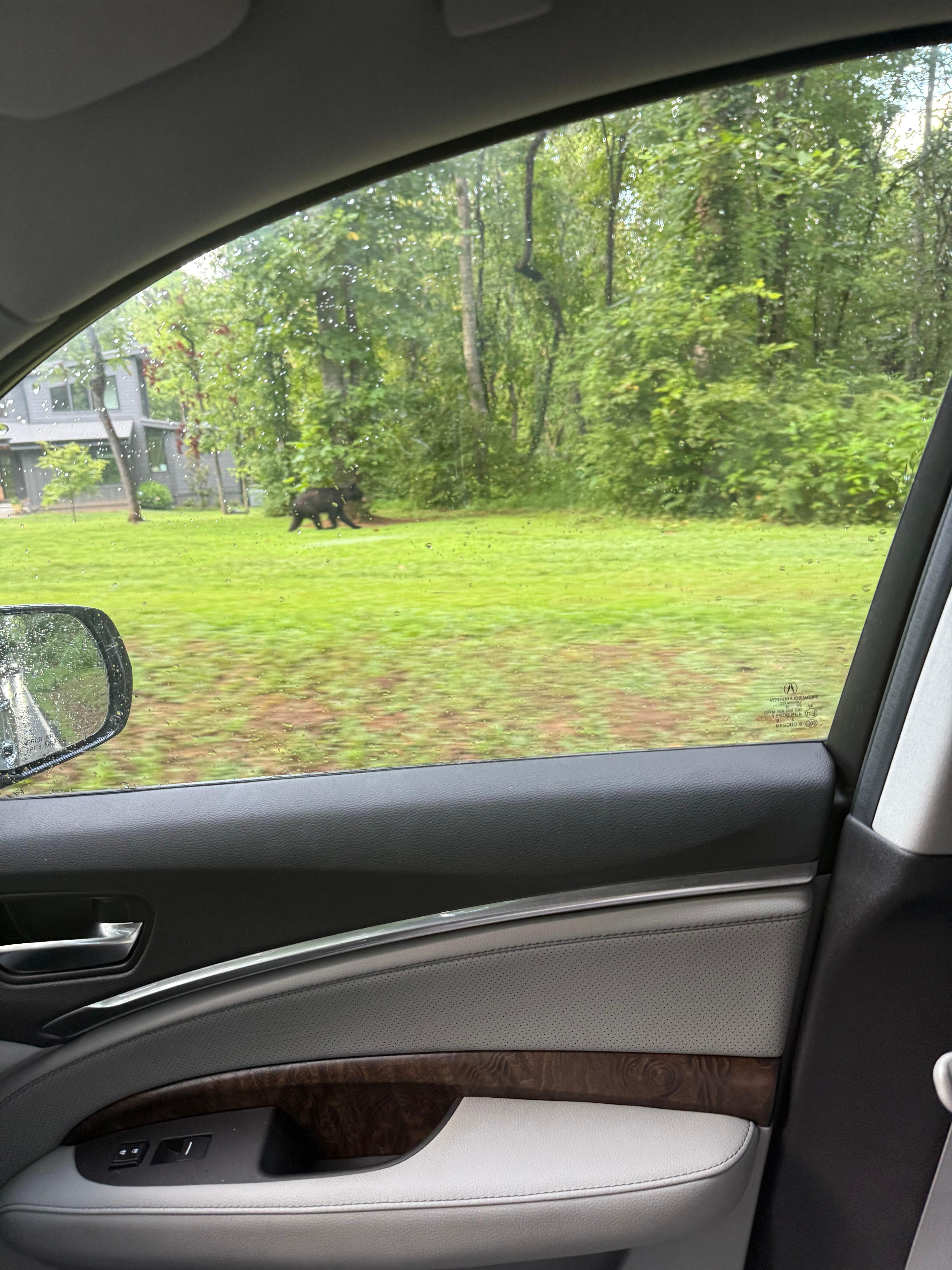 A bear that was sitting in the street on the way into the neighborhood, had to stop and let him get up and move along.