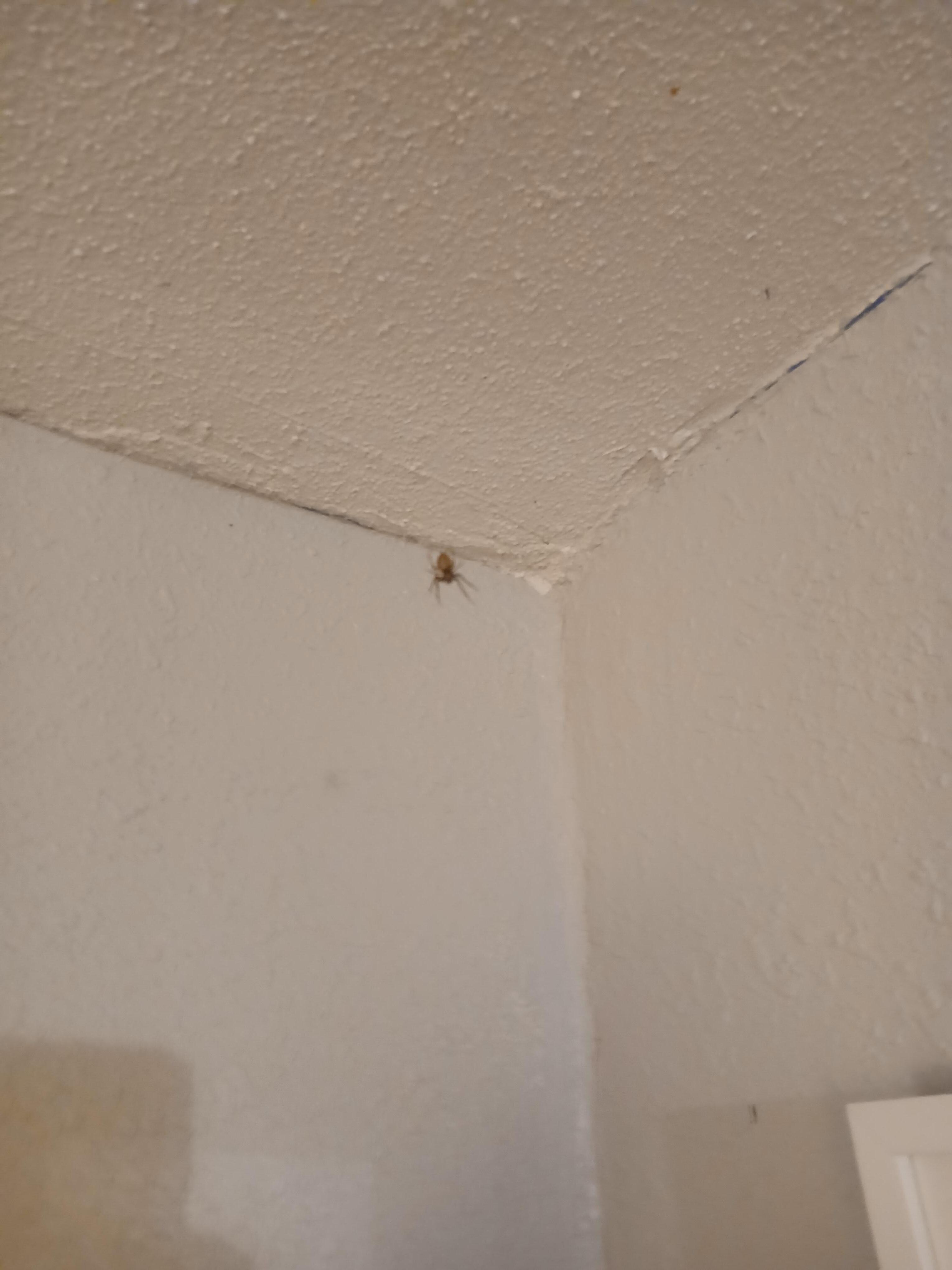 Spiders