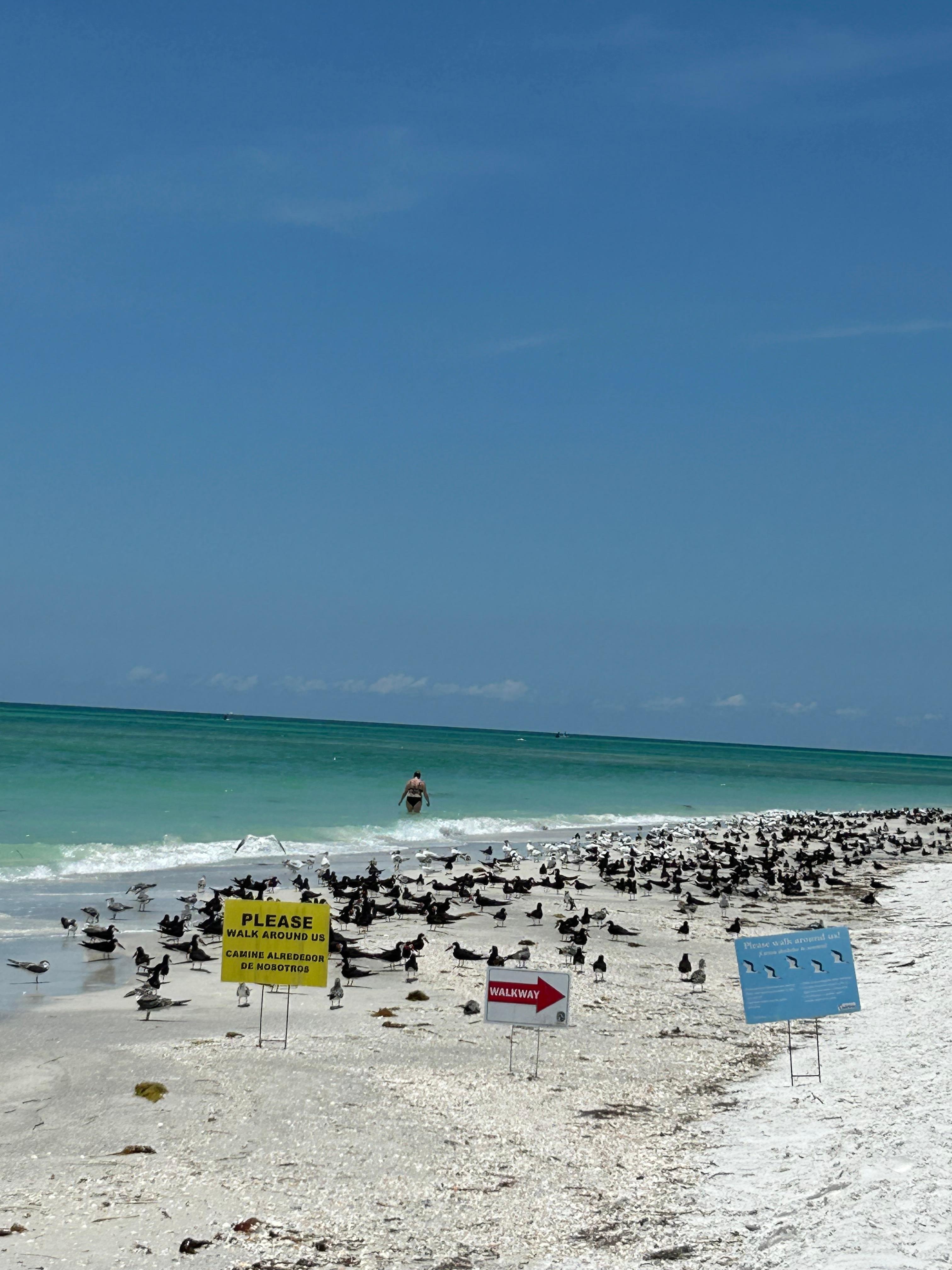 Black skimmers were nesting
