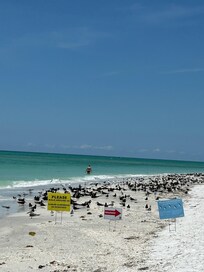 Black skimmers were nesting