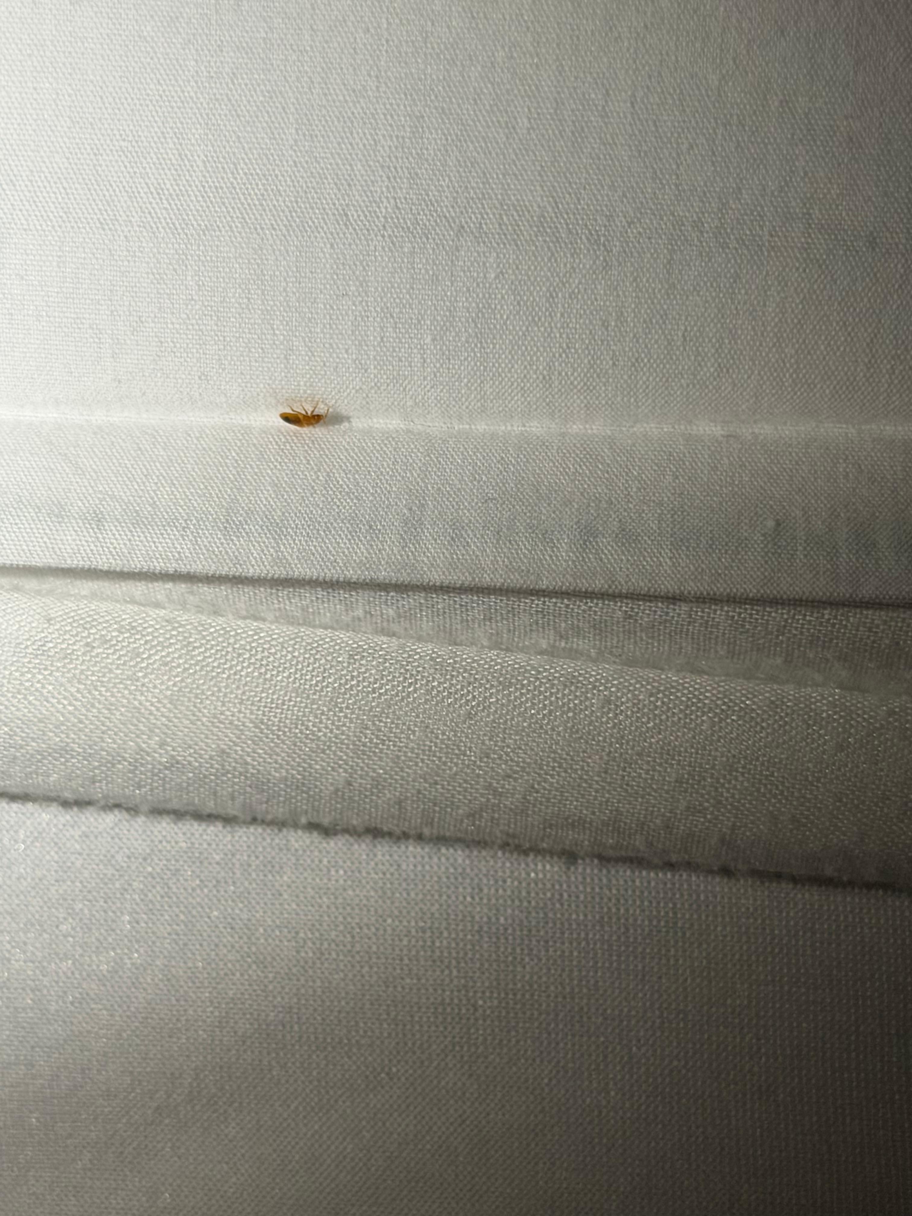 Bed bug.
