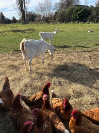 Goats along the lane