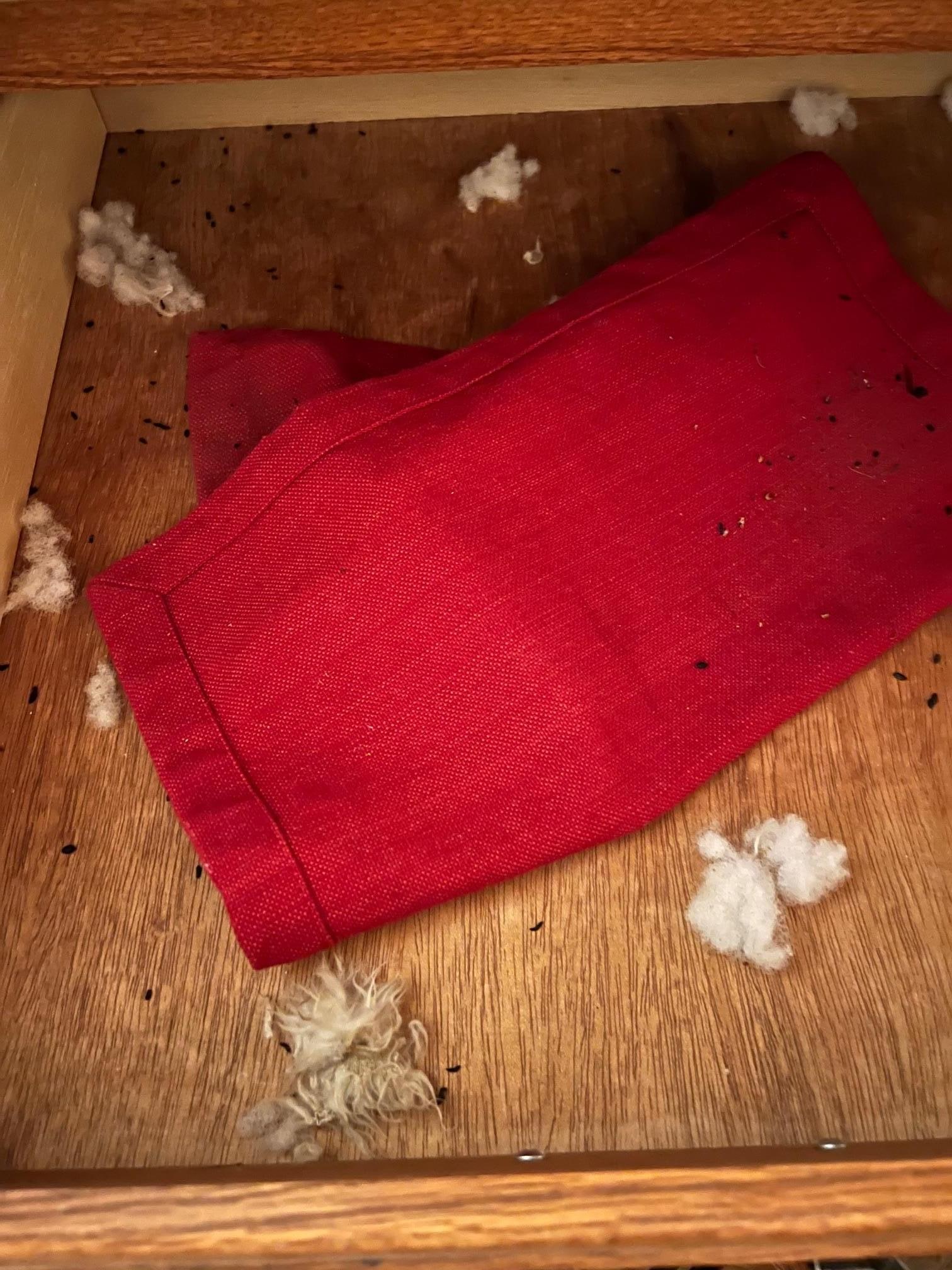 Mouse nest in dining room drawer. Mouse poop here and in other kitchen cabinets.