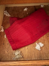 Mouse nest in dining room drawer. Mouse poop here and in other kitchen cabinets.