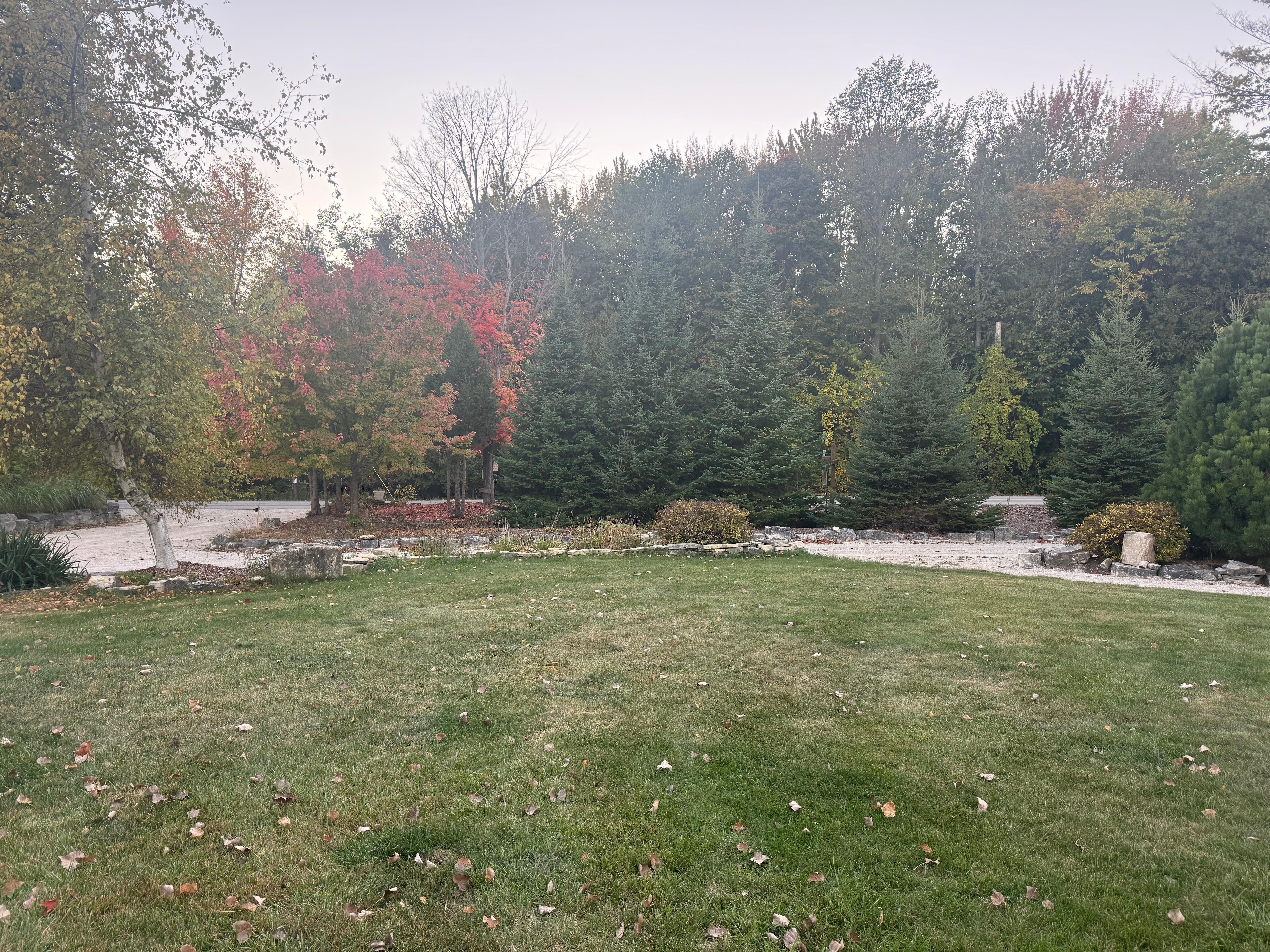 View of the grassy area 