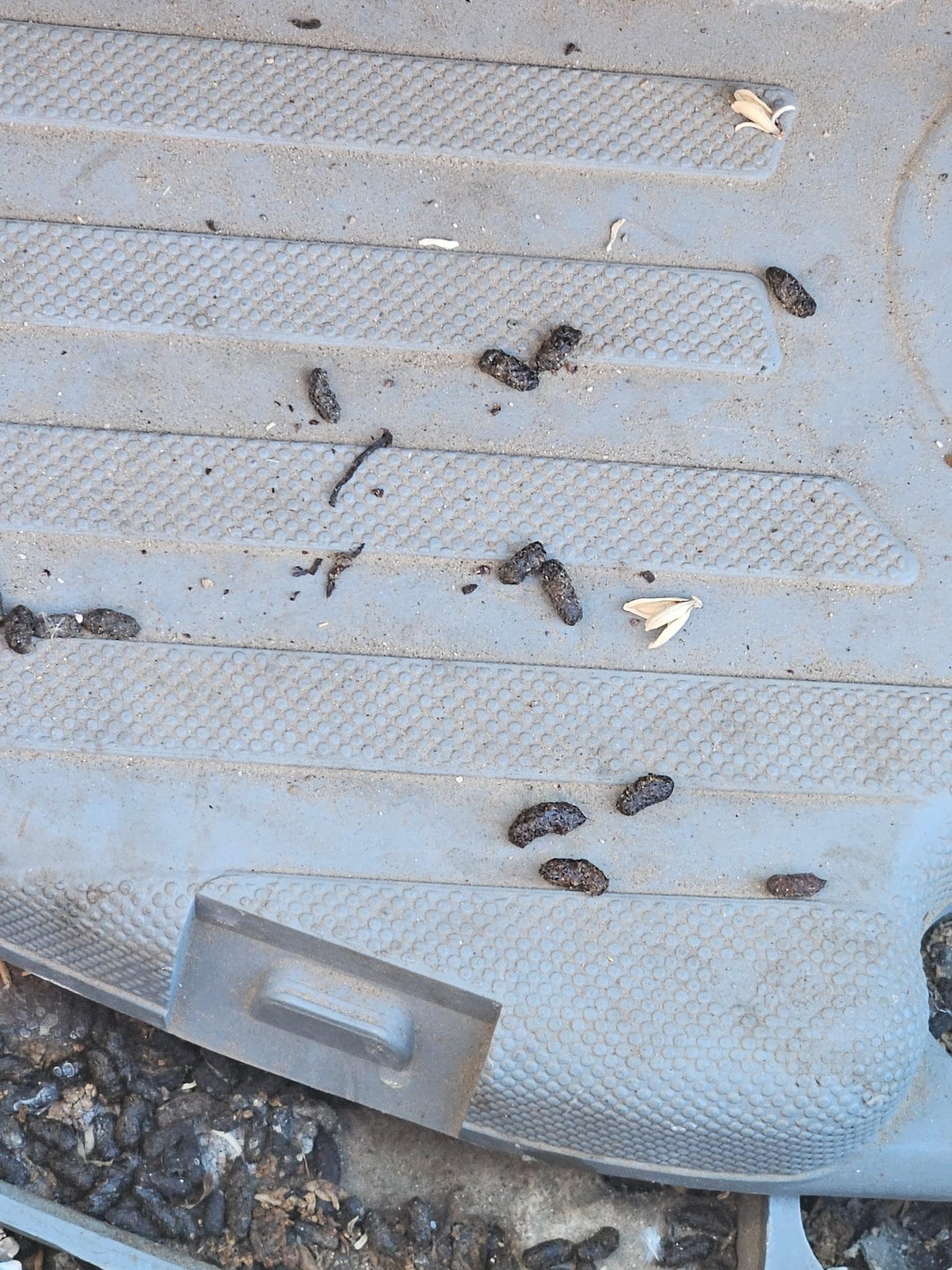 Rat droppings in outdoor kitchen 