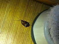 Live 1” roaches roam thru out interior