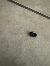 Bug on floor