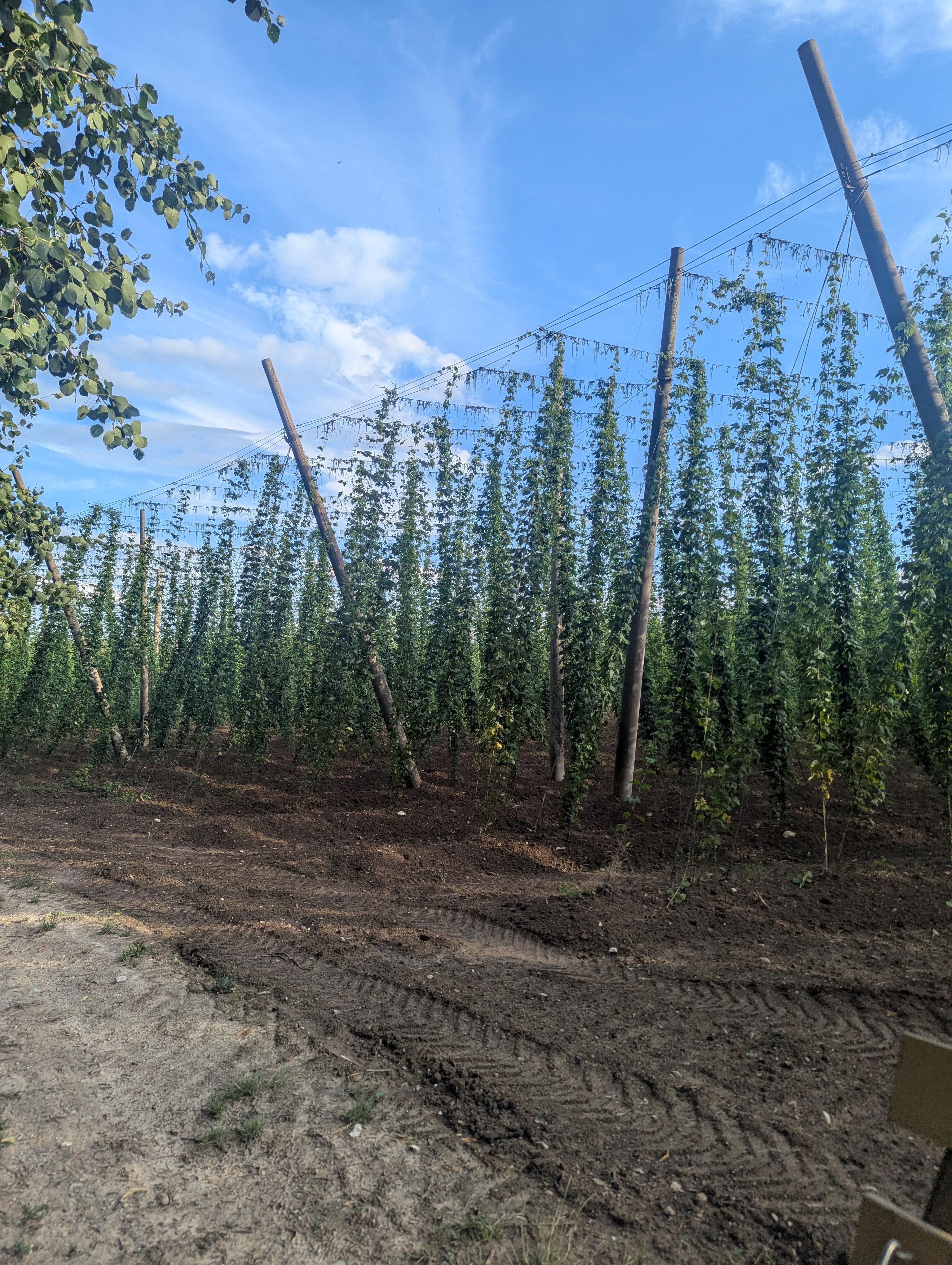 Mit dem Traktor und dem Bauer durch die Felder. Fragen stellen erwünscht!