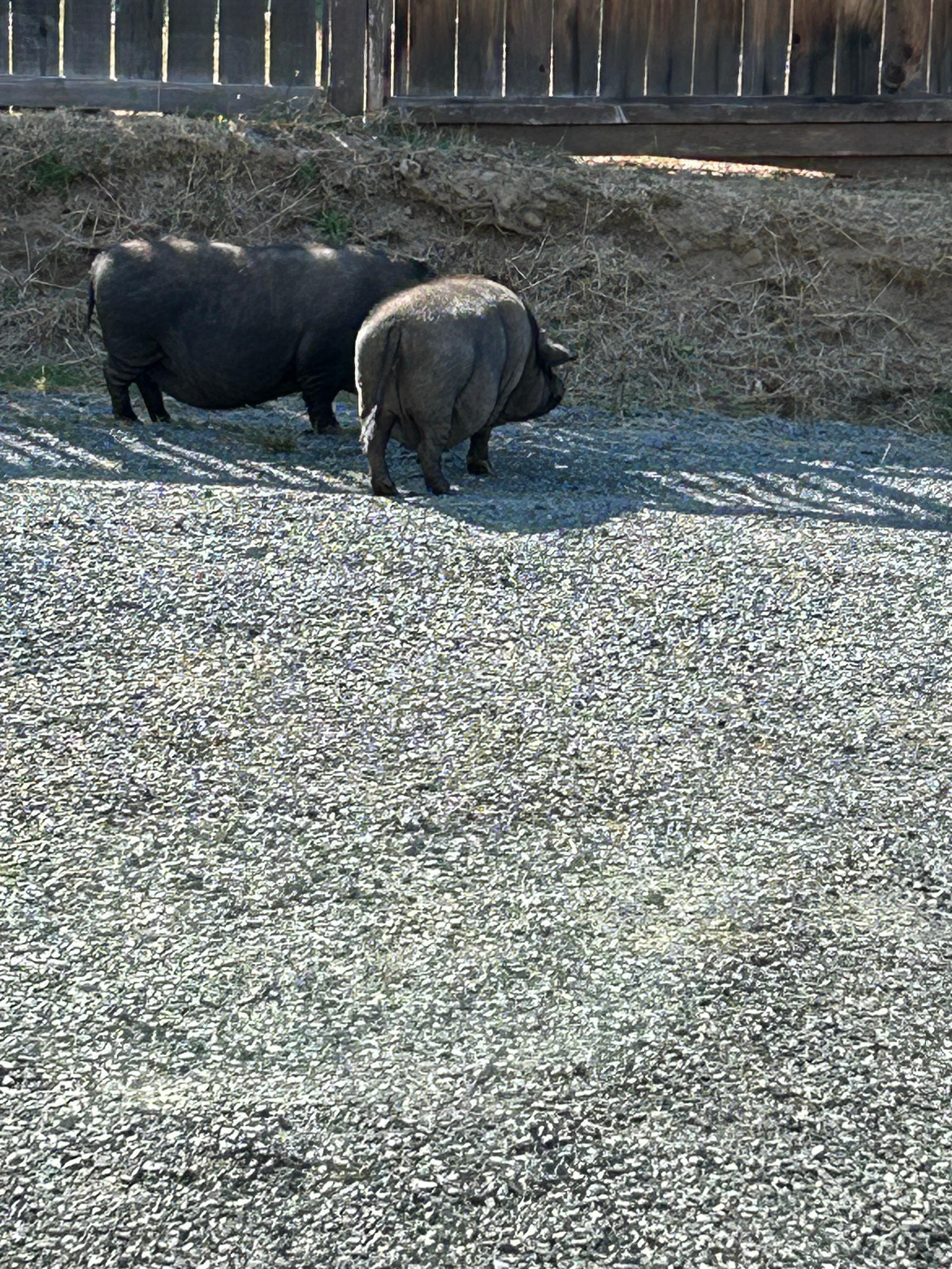 The cutest neighbors😉