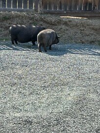 The cutest neighborsđ