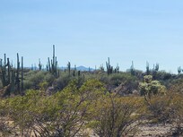 It had rained recently and the desert was showing its green.
