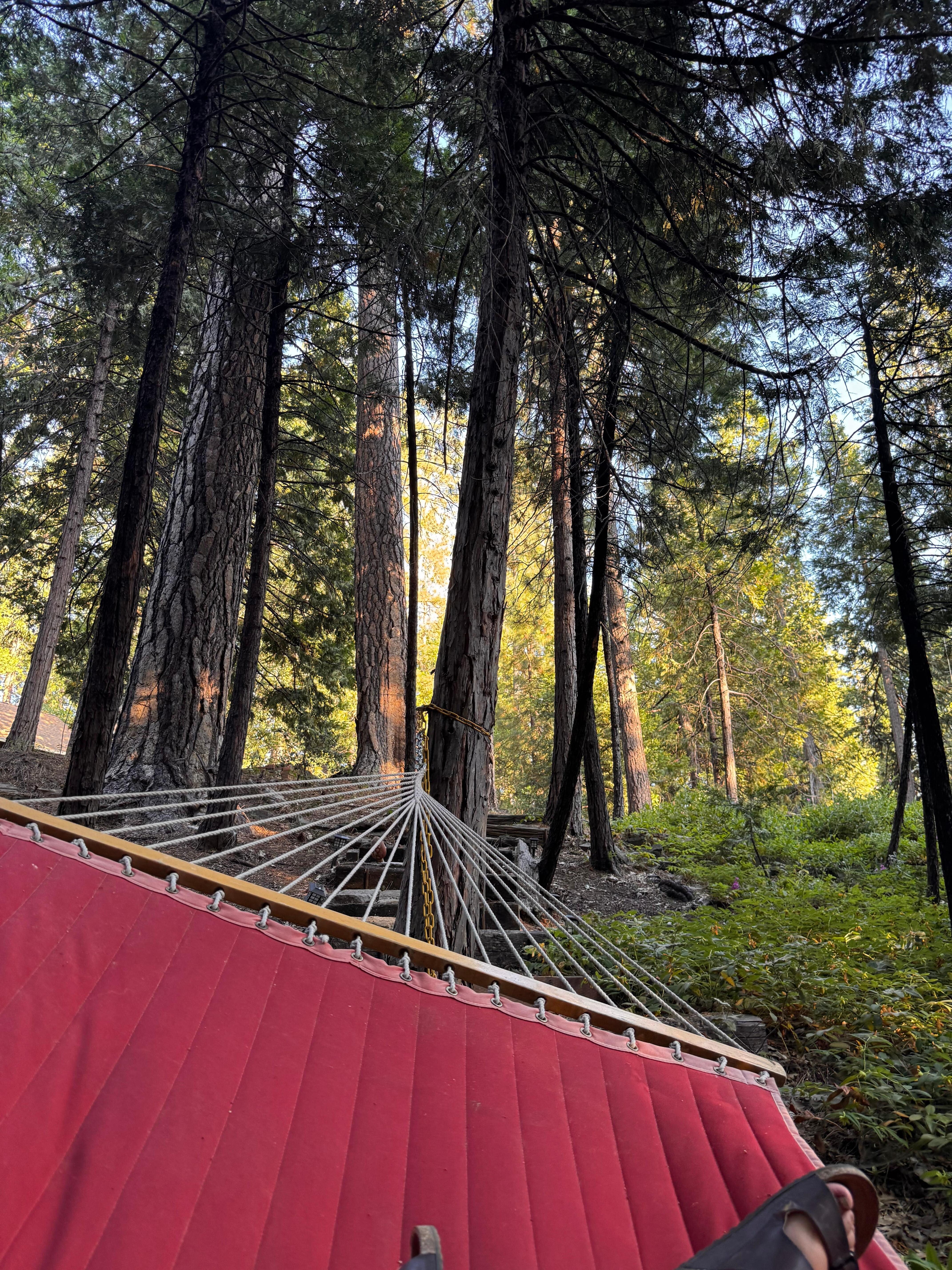 View from hammock