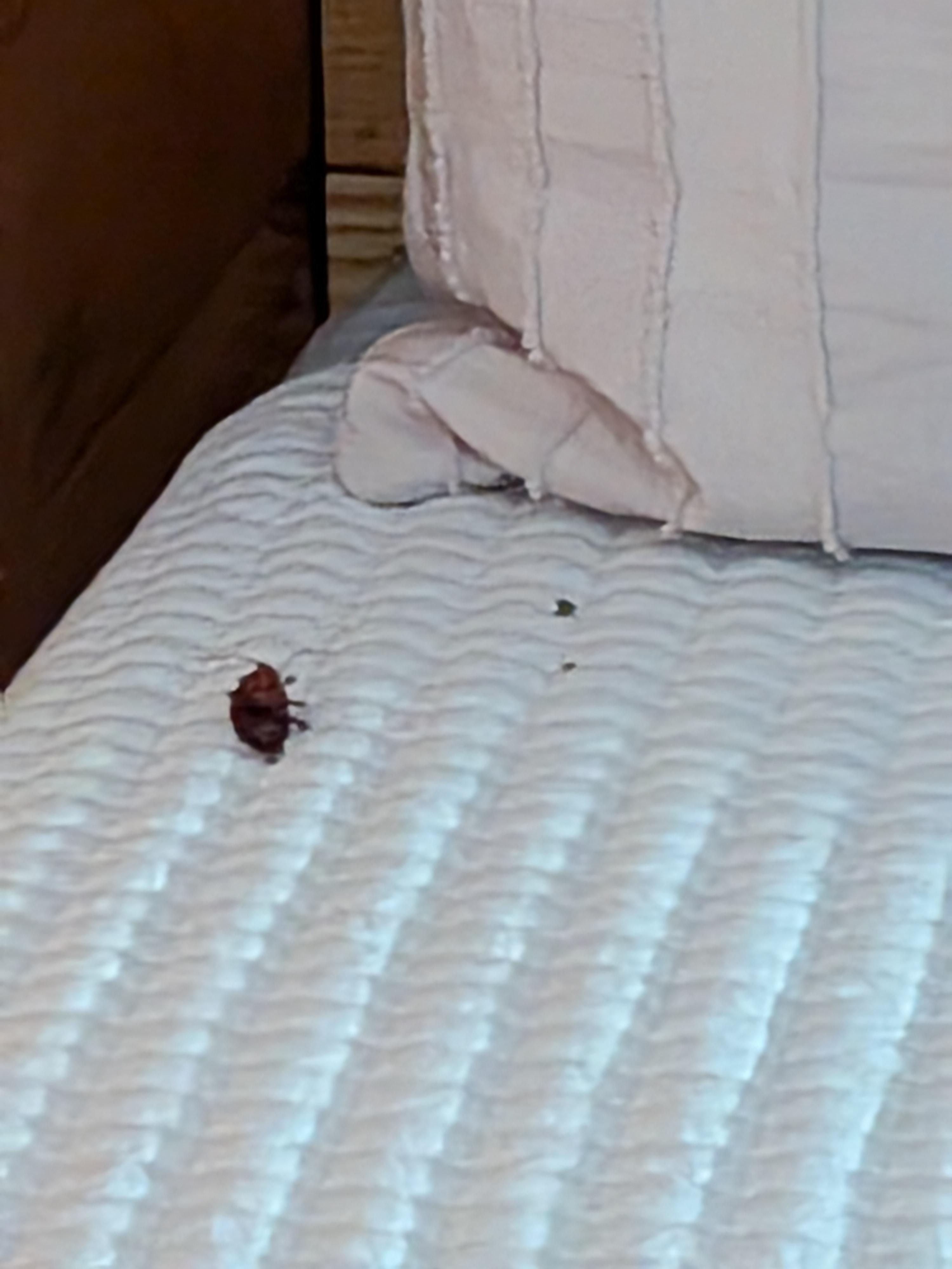 Roach in bed upon arrival, unlikely the sheets had been changed. Saw too many live ones for this to be dead that fast.