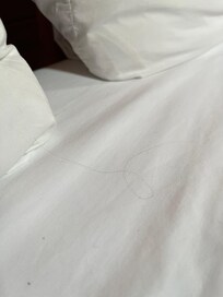 Crumbs and hair on sheets