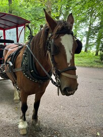 A ride to Torc Falls