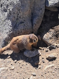 friendly critter on way to Chasm Lake