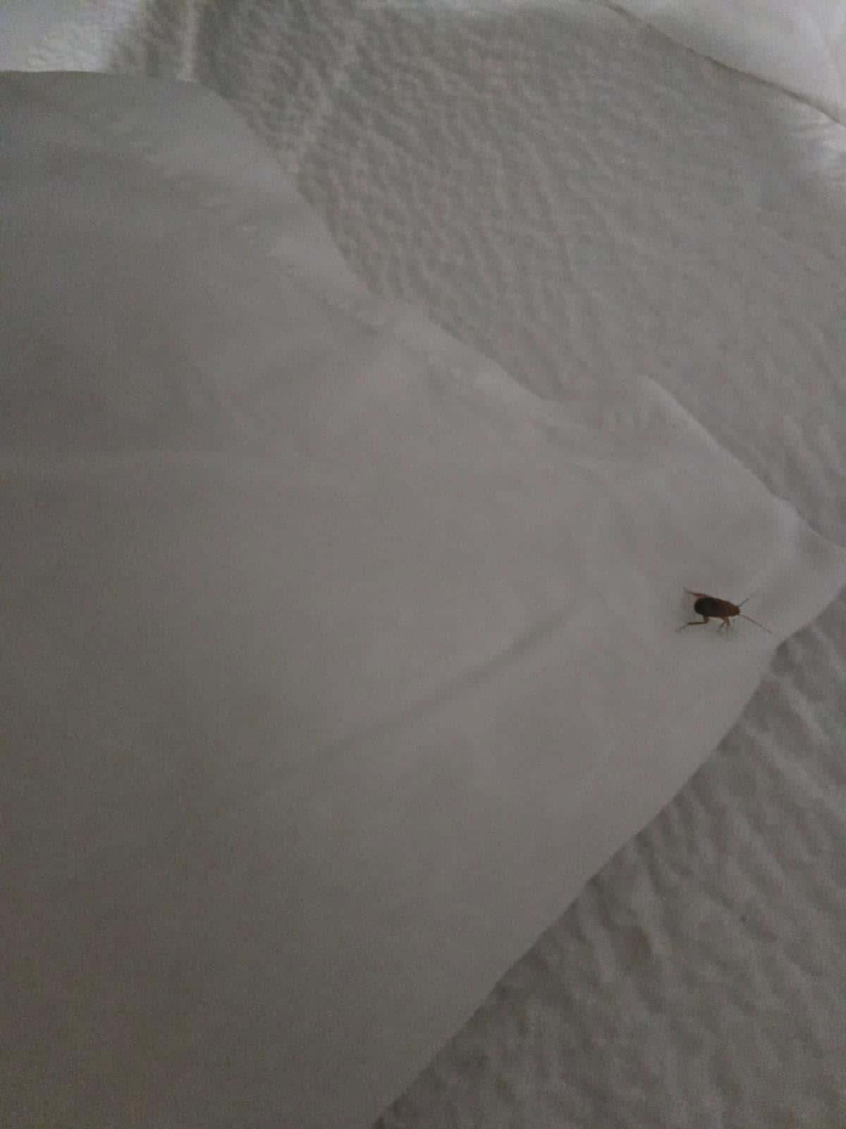 Cucarachas en las cabeceras