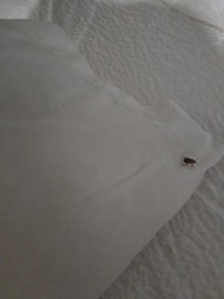 Cucarachas en las cabeceras