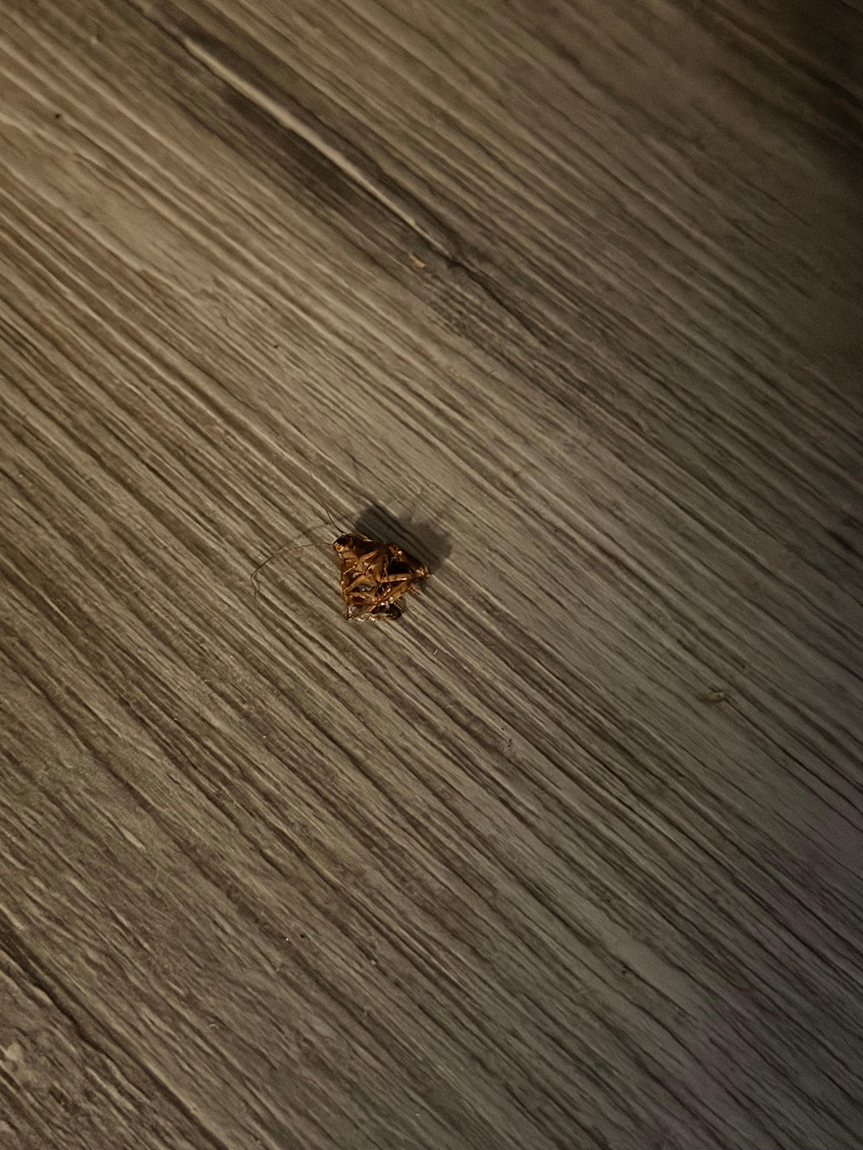 Dead bug that never got cleaned up right next to bed