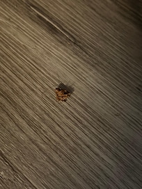 Dead bug that never got cleaned up right next to bed