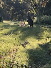 A fine looking Kangaroo