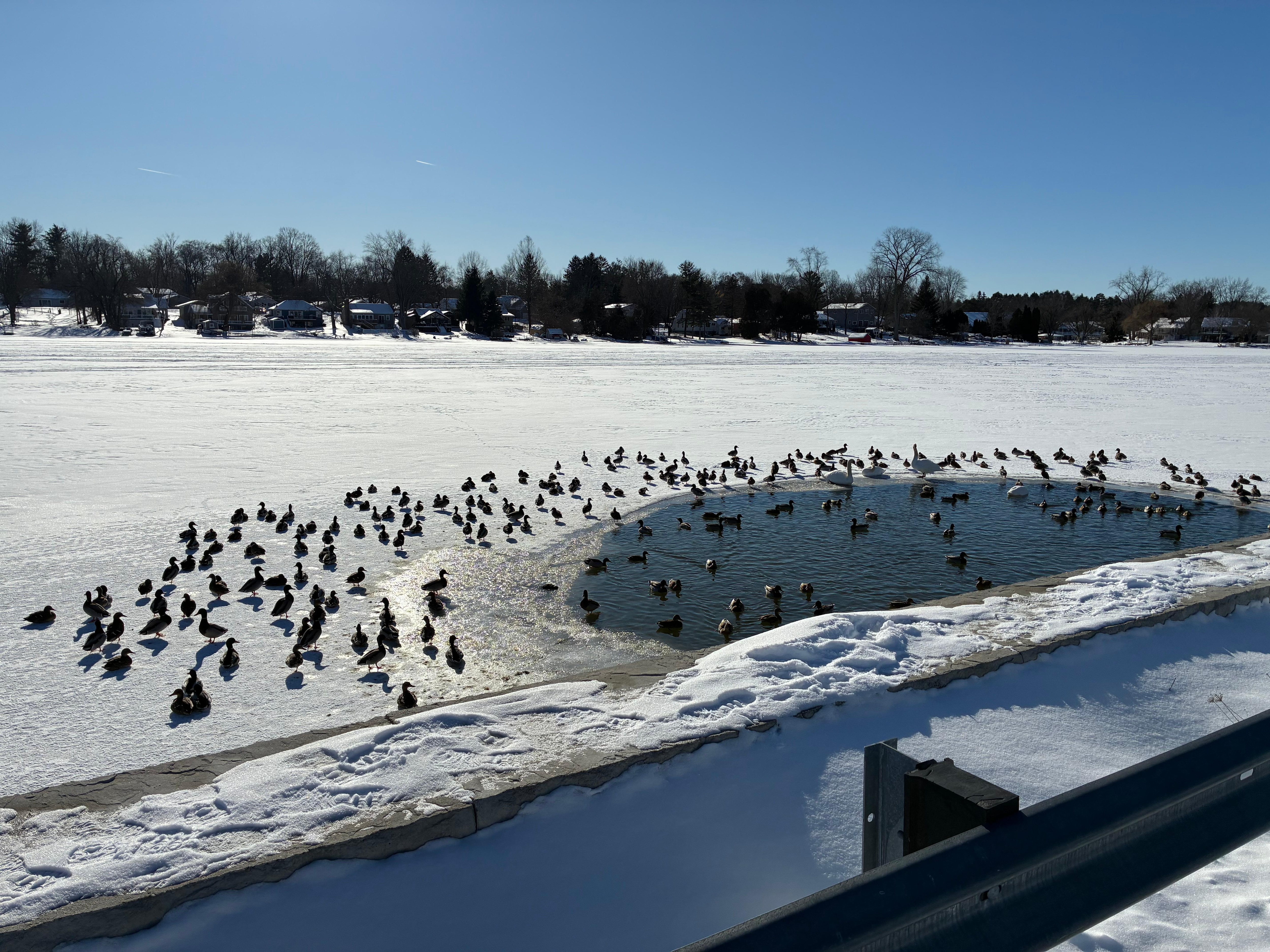 Ducks enjoying the only opening in the ice