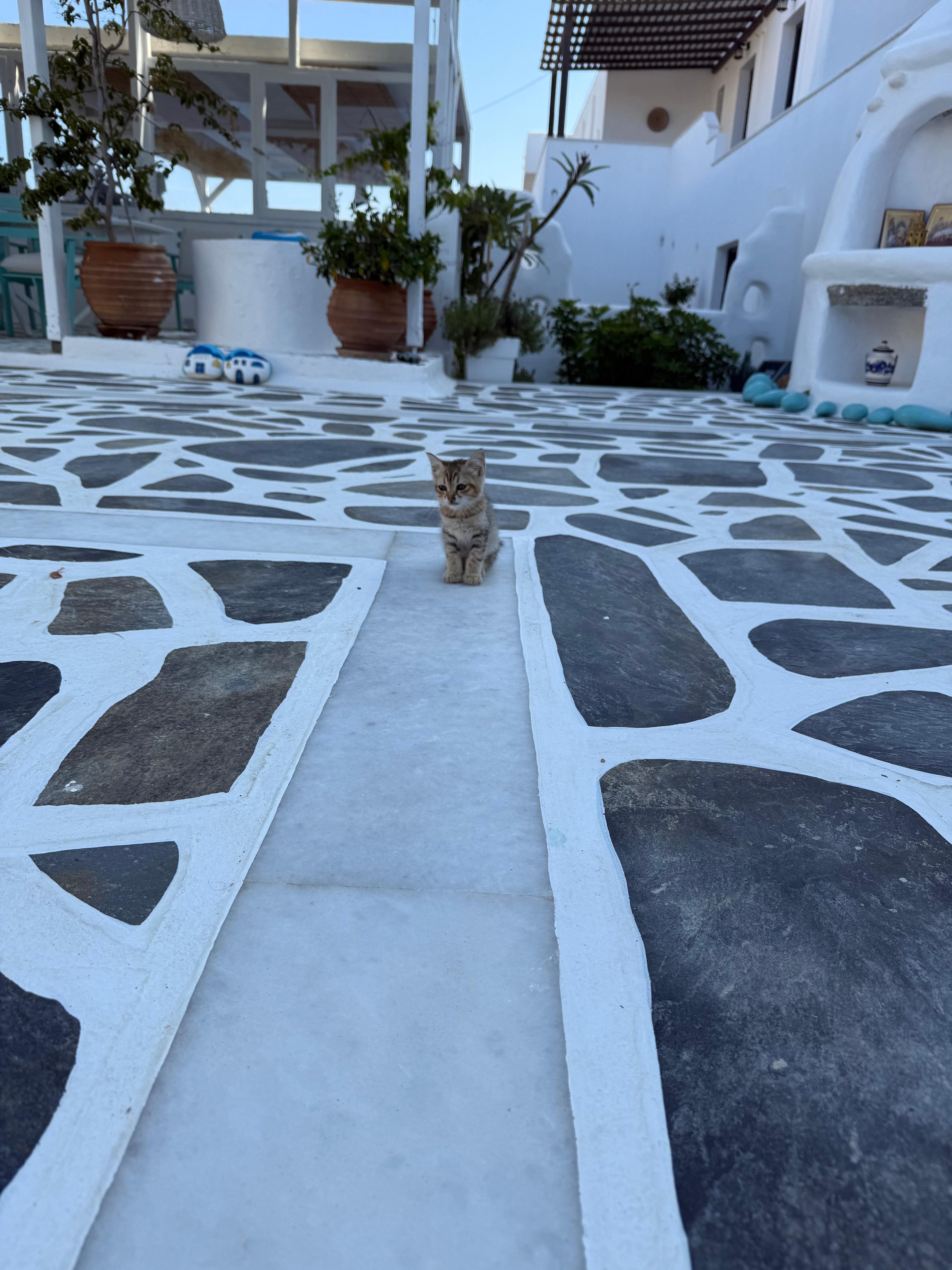 Baby Simba (unofficial name) greeted us every morning! 