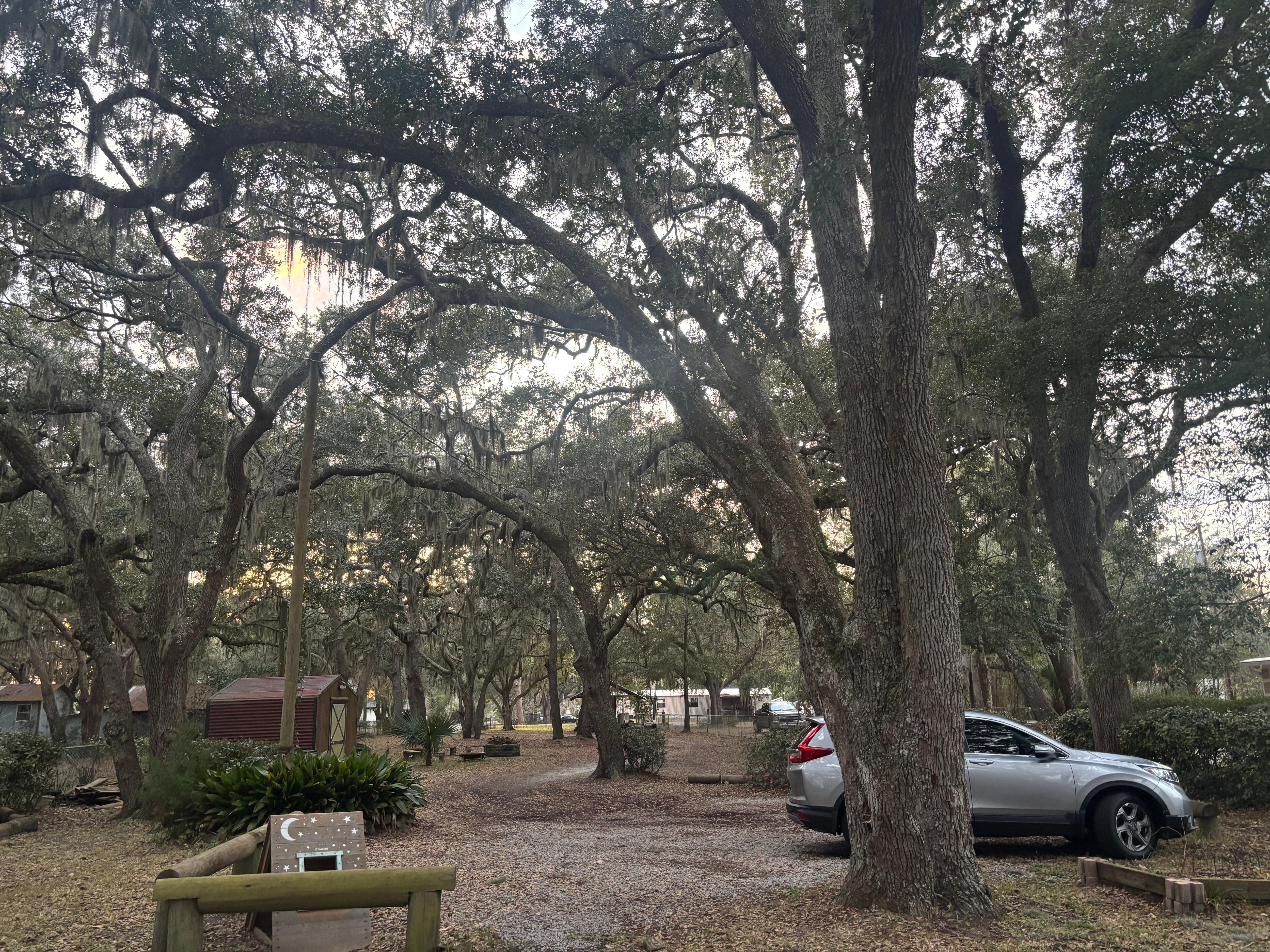 Tree lined yard with moss
