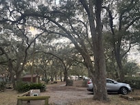 Tree lined yard with moss