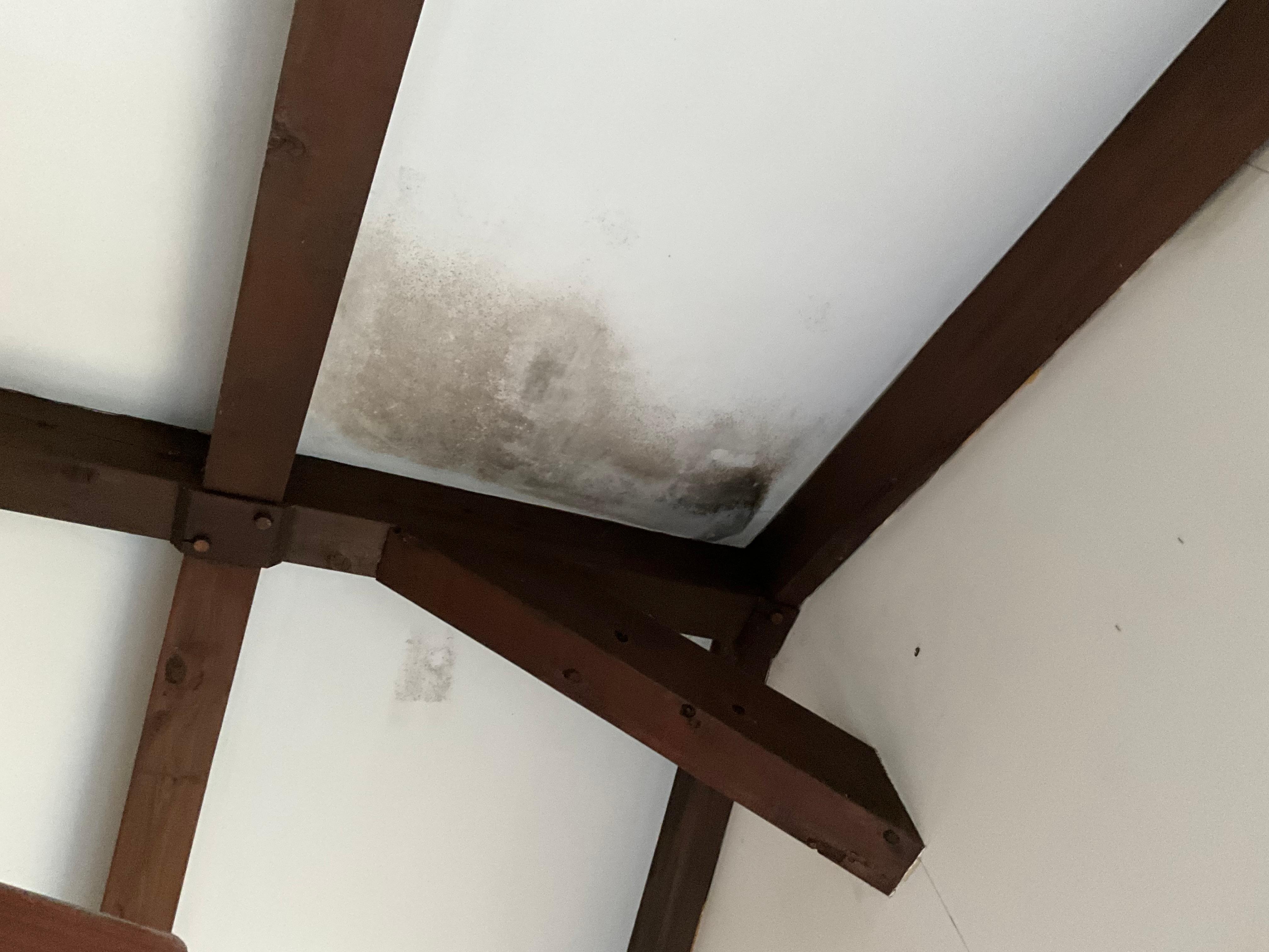 Ceiling mold